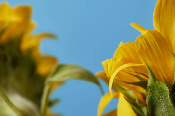 Вибірковий фокус жовтих соняшників, крупним планом на синьому — стокове фото