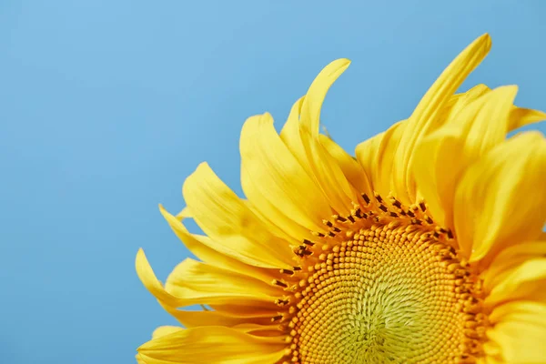 Hermoso girasol amarillo, aislado en azul con espacio de copia - foto de stock