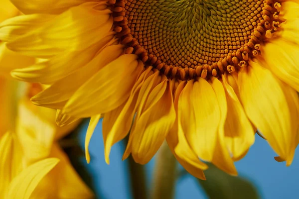 Close up of beautiful yellow sunflower on blue — Stock Photo