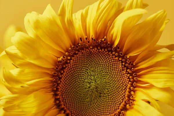 Primo piano di girasole decorativo giallo, isolato su giallo — Foto stock