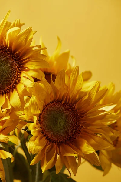 Bouquet with beautiful yellow sunflowers, isolated on yellow — Stock Photo