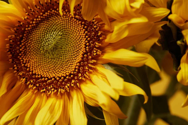 Close up fundo com belo girassol amarelo — Fotografia de Stock