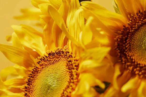 Summer background with bright yellow sunflowers — Stock Photo
