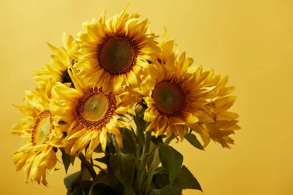 Bouquet avec de beaux tournesols orange, isolé sur jaune — Photo de stock