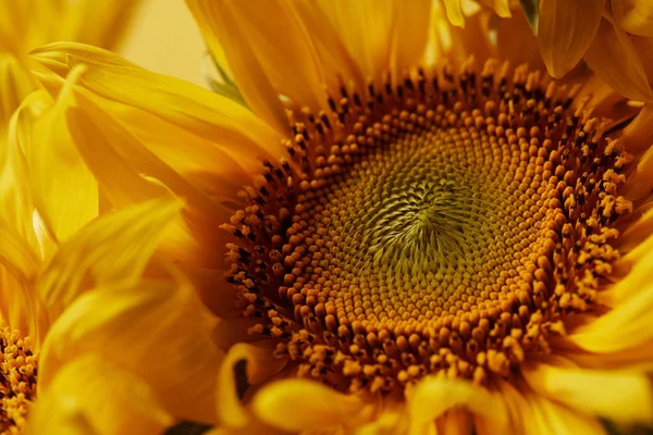Beautiful texture with yellow sunflower, close up — Stock Photo