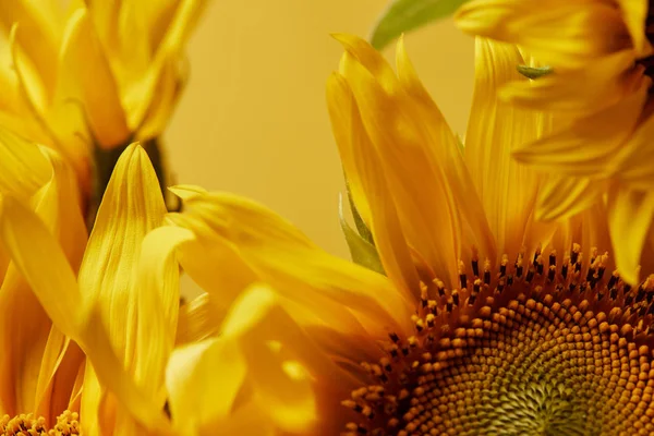 Close up view of bouquet with beautiful sunflowers, isolated on yellow — Stock Photo