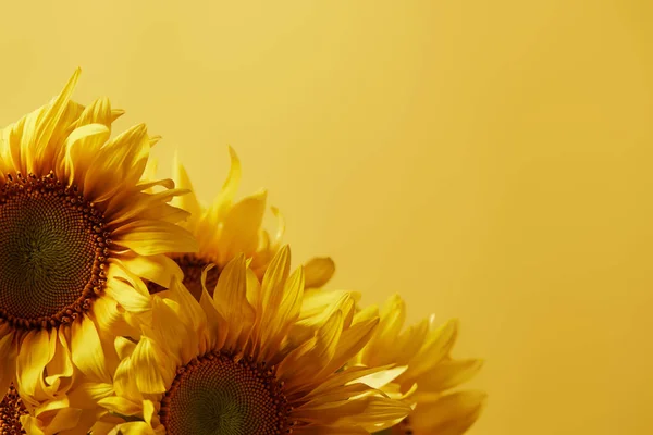 Bouquet avec de beaux tournesols en fleurs, isolé sur jaune avec espace de copie — Photo de stock