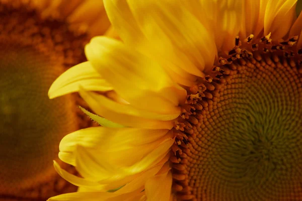 Summer background with yellow sunflowers, close up — Stock Photo