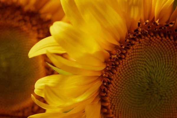 Fundo de verão com girassóis amarelos, close-up — Fotografia de Stock