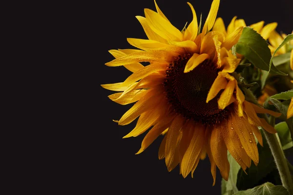 Schöner Strauß mit gelben Sommersonnenblumen, isoliert auf schwarz — Stockfoto