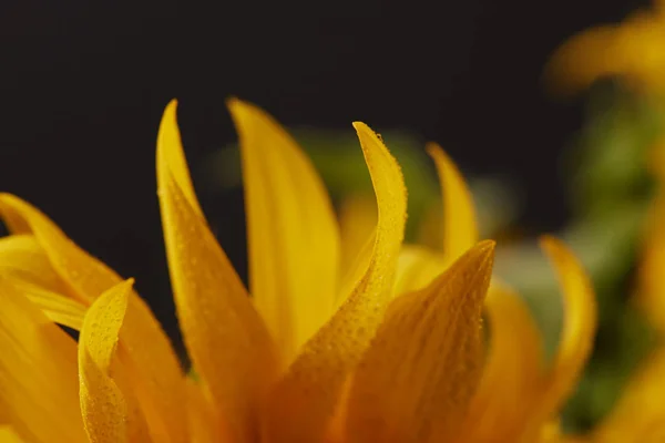 Nahaufnahme nasser orangefarbener Sonnenblumenblätter auf schwarz — Stockfoto