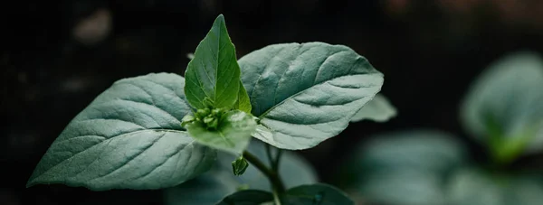 Foco seletivo de folhas verdes no fundo desfocado — Fotografia de Stock