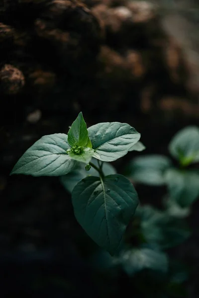 Selective focus of green leaves covered by water drops on blurred background — Stock Photo