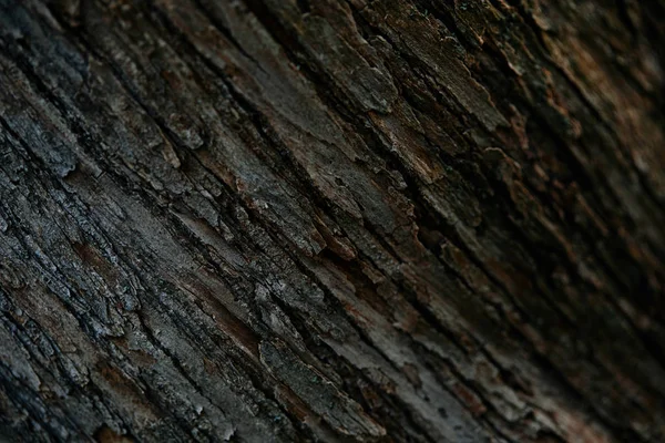 Image plein cadre du fond d'écorce d'arbre — Photo de stock