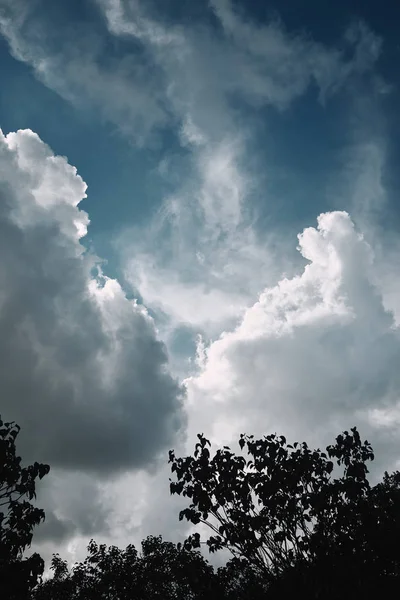 Vista de ángulo bajo de los árboles contra el fondo nublado del cielo - foto de stock