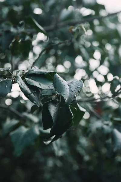 Selective focus of tree branch with green lilac leaves covered by water drops on blurred background — Stock Photo