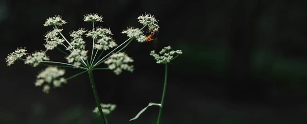 Foyer sélectif de l'abeille sur les fleurs de persil de vache avec fond flou — Photo de stock