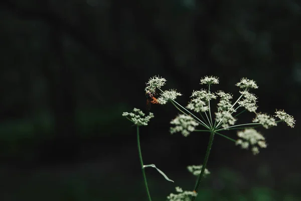 Foco seletivo da abelha em flores de salsa de vaca com fundo borrado — Fotografia de Stock