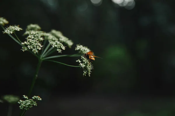 Foco seletivo da abelha em flores de salsa de vaca com fundo borrado — Fotografia de Stock