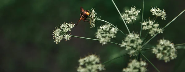 Enfoque selectivo de la abeja en las flores de perejil de vaca con fondo borroso - foto de stock