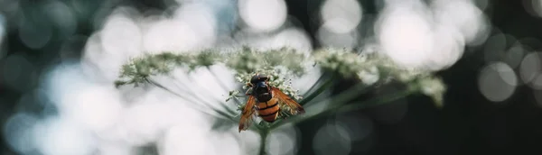 Selektiver Fokus der Biene auf Blumen mit verschwommenem Hintergrund — Stockfoto