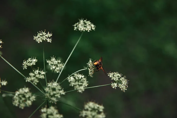 Selektiver Fokus der Biene auf Blumen mit verschwommenem Hintergrund — Stockfoto