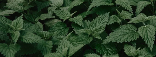 Image plein cadre de feuilles d'ortie vertes de fond d'ortie — Photo de stock