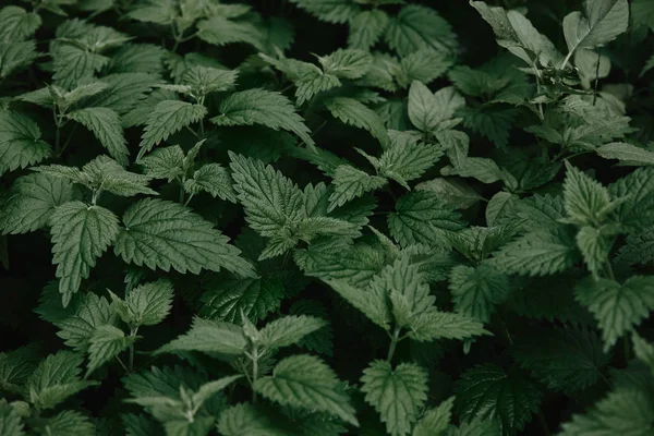 Full frame image of green leaves of nettle background — Stock Photo