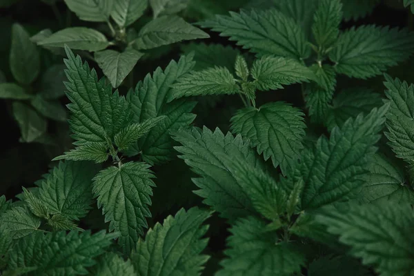 Imagen de marco completo de hojas de ortiga verde de fondo de ortiga - foto de stock