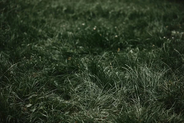 Foyer sélectif de l'herbe avec fond flou — Photo de stock