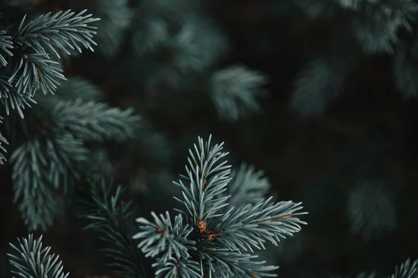 Foyer sélectif des branches de pin blanc avec aiguilles sur fond flou — Photo de stock