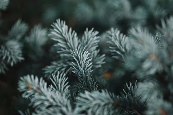 Selective focus of white pine branches with needles on blurred background — Stock Photo