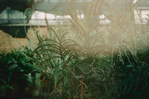 Foyer sélectif des feuilles de plantes vertes sous la lumière du soleil — Photo de stock