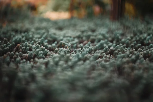Selective focus of pine branches with needles on blurred background — Stock Photo