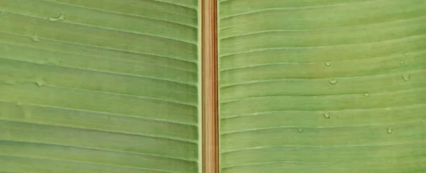 Imagem de quadro completo de folha verde brilhante tropical coberta por gotas de água — Fotografia de Stock