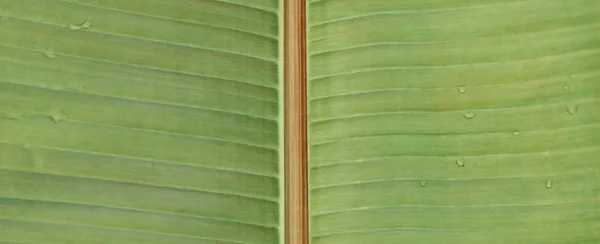 Full frame image of tropical bright green leaf covered by water drops — Stock Photo