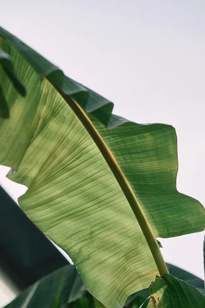 Закрыть вид на зеленый тропический лист под солнечным светом на открытом воздухе — стоковое фото