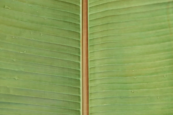 Image plein cadre de la feuille verte lumineuse tropicale recouverte de gouttes d'eau — Photo de stock
