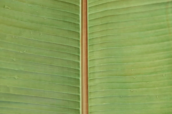 Full frame image of tropical bright green leaf covered by water drops — Stock Photo