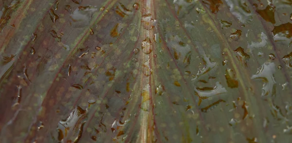 Full frame image of colorful leaf covered by water drops — Stock Photo