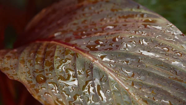 Селективный фокус цветного листа, покрытого капельками воды на размытом фоне — стоковое фото