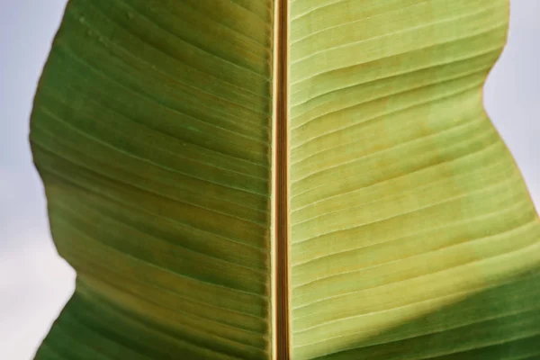 Vista de cerca de la hoja verde tropical con luz solar al aire libre - foto de stock