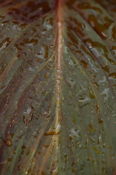 Immagine full frame di foglia colorata coperta da gocce d'acqua — Foto stock