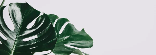 Primer plano de hojas de monstera verde aisladas en blanco - foto de stock