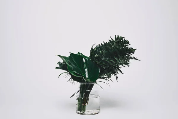 Grupo de várias folhas verdes em vaso de vidro isolado em branco — Fotografia de Stock