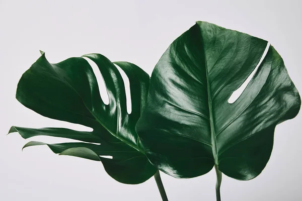 Beautiful green monstera leaves isolated on white — Stock Photo