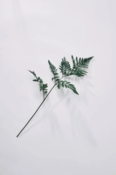 Top view of single green fern branch lying on white on white — Stock Photo