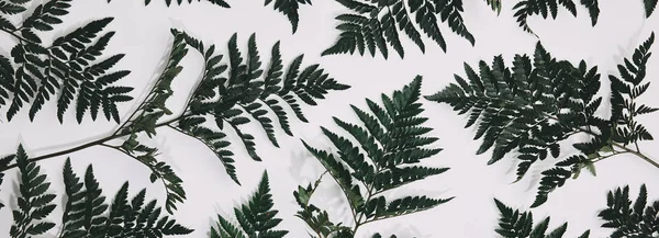 Vue de dessus des feuilles vertes isolées sur blanc — Photo de stock