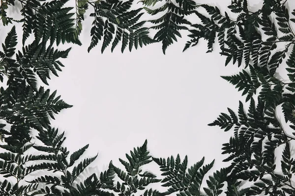 Vista superior del marco de hojas de helecho verde aislado en blanco - foto de stock
