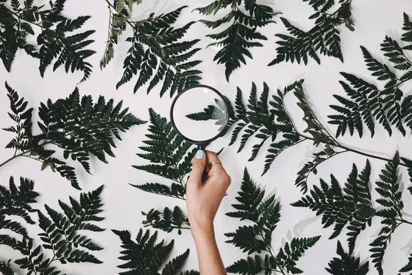 Cropped shot of woman holding magnifying glass over green fern leaves isolated on white — Stock Photo